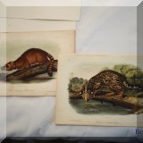 A37. Crab-eating raccoon and ocelot Audubon prints. 